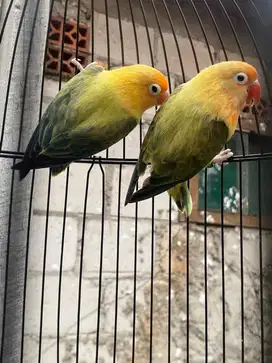Lovebird Biola BPE sepasang produksi fullset