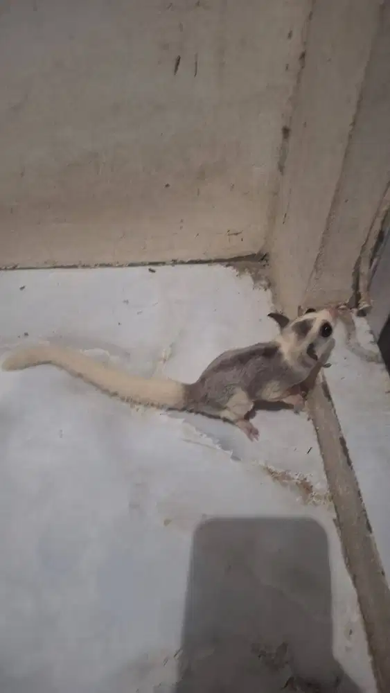 Sugar Glider Mozaik Jantan 2 bulan