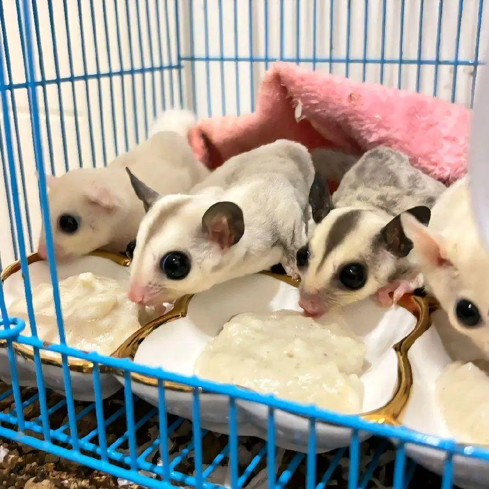 Sugar Glider Mozaik Jantan 2 bulan