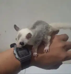 Sugar Glider Mozaik Jantan 2 bulan