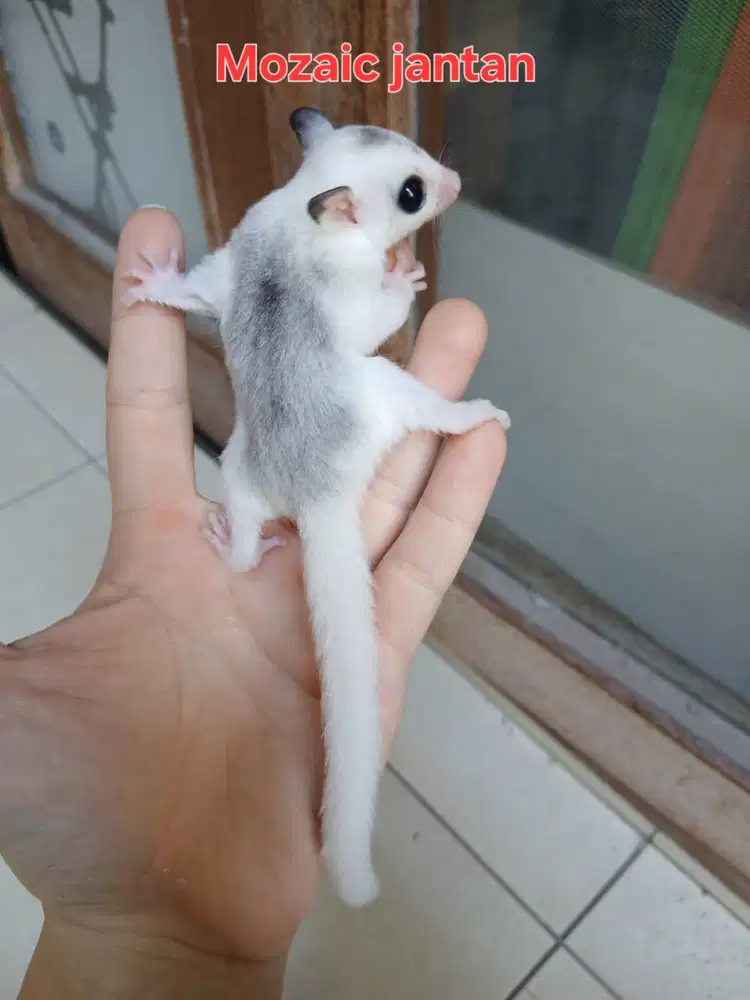 Sugar Glider Mozaik Jantan 1 Bulan