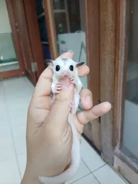 Sugar Glider Mozaik Jantan 1 Bulan