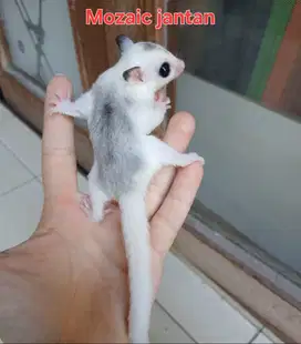 Sugar Glider Mozaik Jantan 1 Bulan