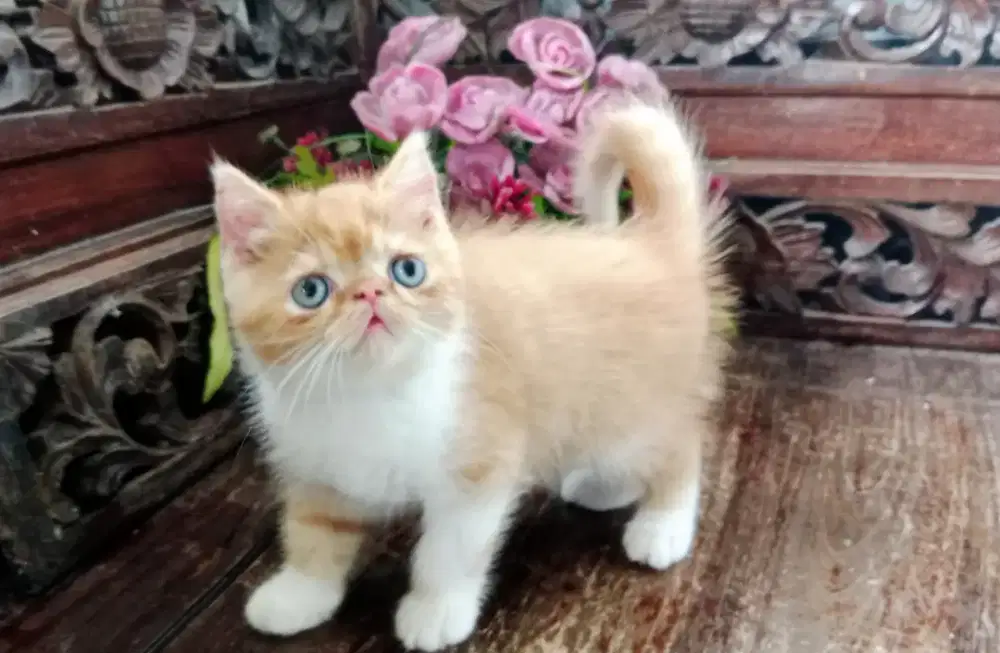 Kucing exo peaknose jantan