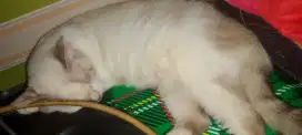 Open adopsi Himalaya mix