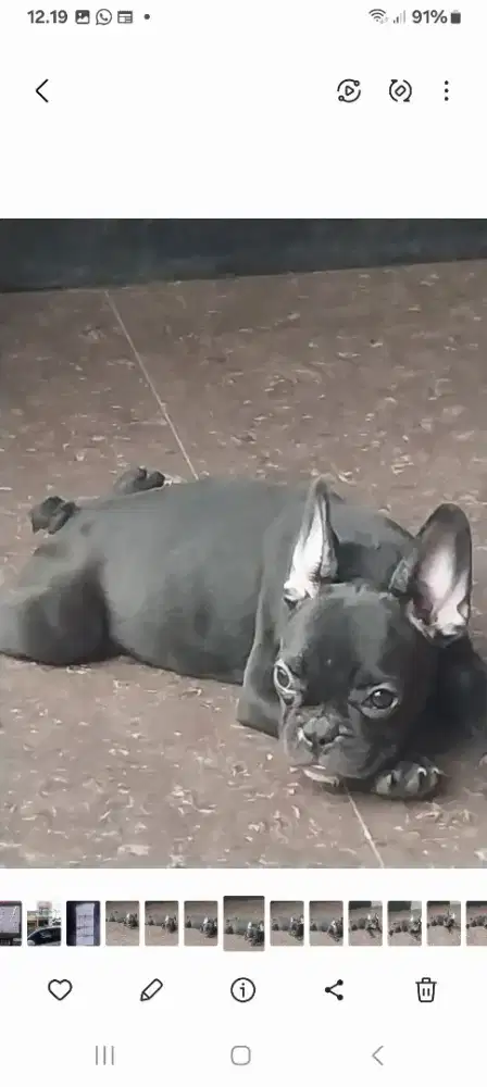 MINI FRENCHIE UMUR 2 BULAN BETINA 2 EKOR