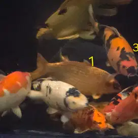 Ikan koi size 45 cm