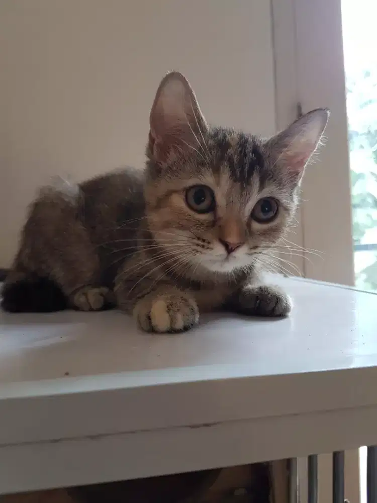 Open Adopt Kitten Kucing Persia Mixdom Betina usia 3 bulan Lucu Gembul
