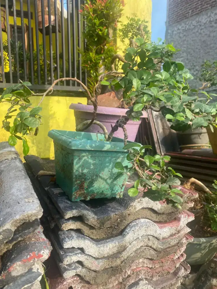 Jual bahan bonsai murah