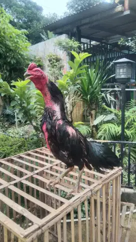 Jago bulbi kumbang