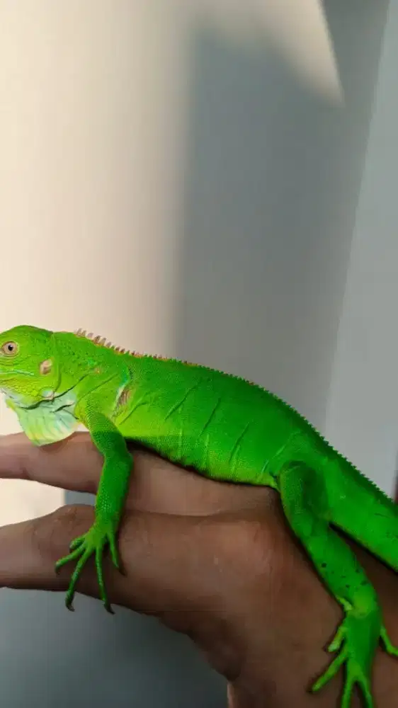 Di jual Iguana, warna hijau & red