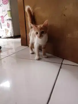 Kitten mixdome oyen