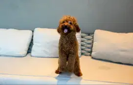 DIJUAL RED TOY POODLE