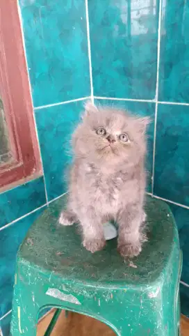 Kitten Persia Longhair bigbone mix maincoon