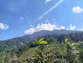 di jual lahan perkebunan di kaki gunung salak bocimi sukabumi