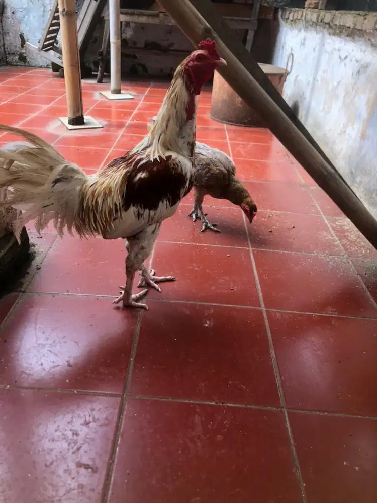 Sepasang Ayam Telor biru (Turunan bangkok, ketewa, pelung)