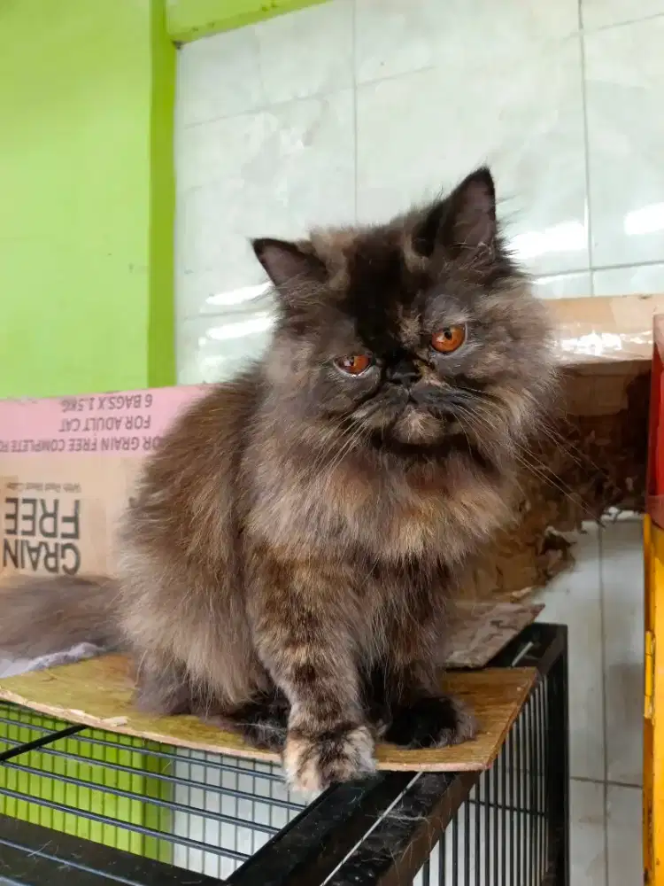 Kitten persia betina