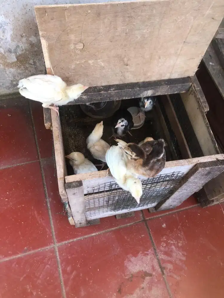 Anak Ayam Telor biru