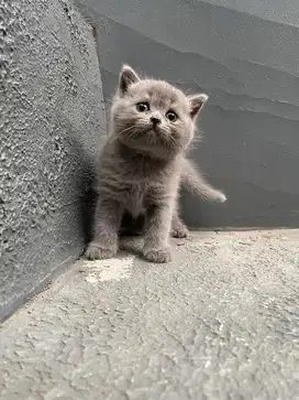 Kucing BSH British Shorthair Pure