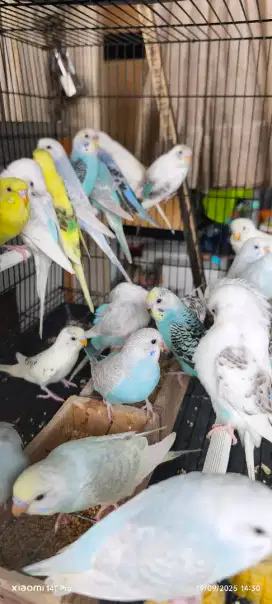 Parkit lokal parkit