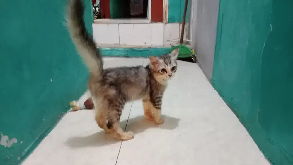 Kucing persia (kitten)