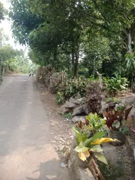 Dijual Tanah Kebon pala Sudah Panen