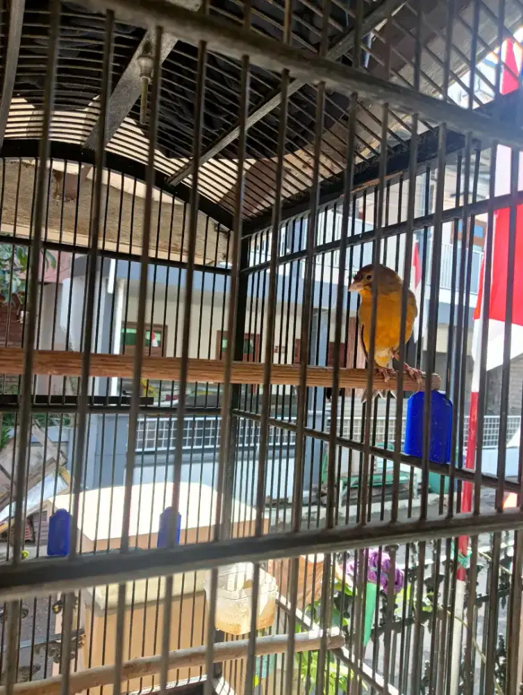 Burung Kenari gacor