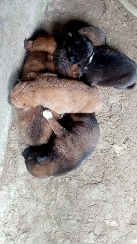 jual anak anjing kampung