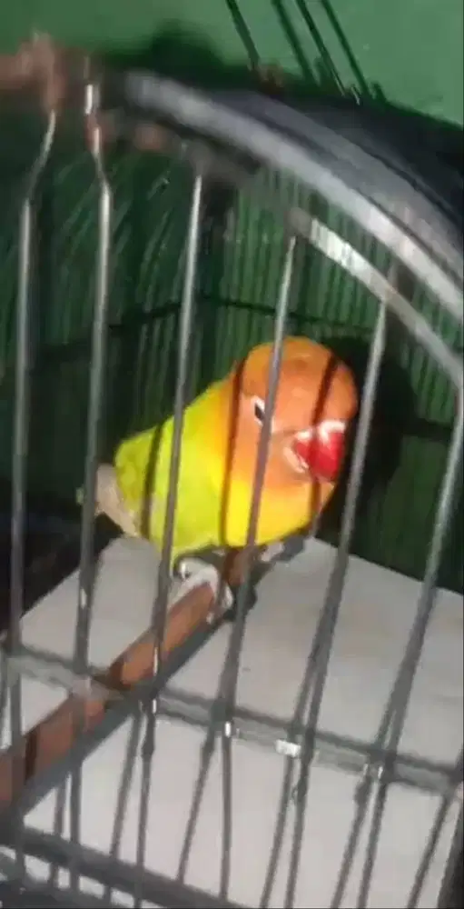 LOVEBIRD PASTEL JANTAN DEWASA