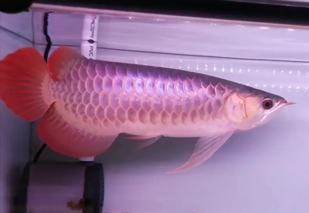 Ikan Arwana Super Red -+43-45cm