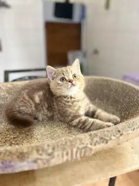 BSH/BRITISH SHORTHAIR CINNAMON MARBLE JANTAN
