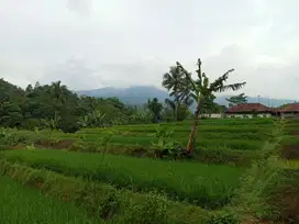 Tanah sawah produktif