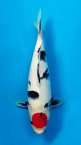 Koi Tancho Showa 37cm