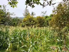 Jual tanah murah LT 1000m², shm,  dekat jln propinsi