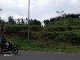 kebun teh subur produktif akses jalan lebar