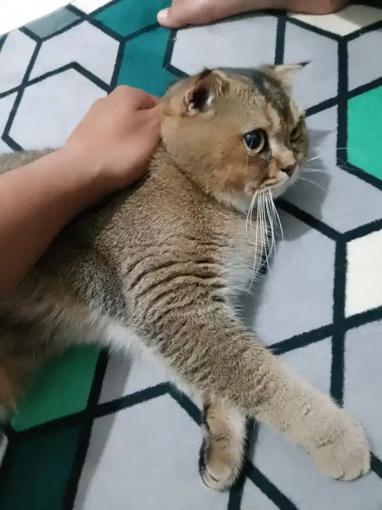Kucing Bsh Gold fold