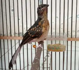 Murai trotol jantan trah juara