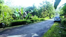 Pekarangan murah 558m² Muka 20m  Jalan 5m+, 5 menit pasar jatisrono