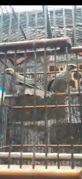 Cucak rowo sepasang umur 5 bulan lebih