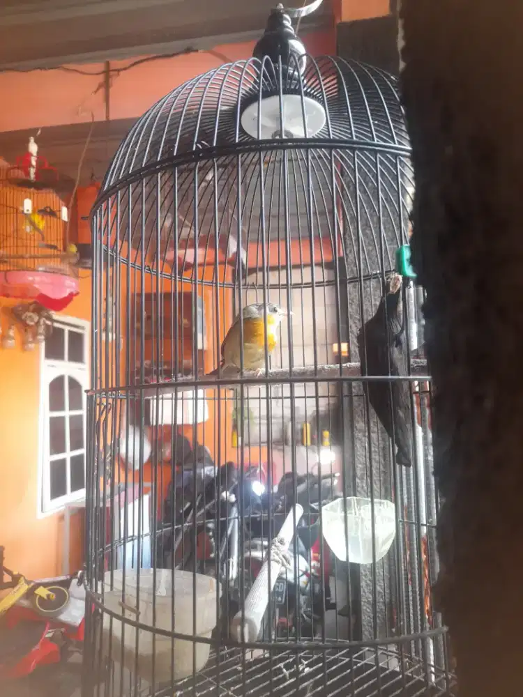 Robin impor jantan gacor