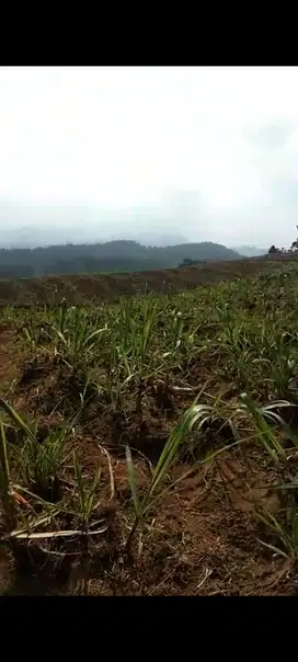 TANAH PERTANIAN LOKASI JABUNG MALANG