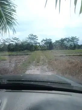 Lahan produktif tanaman kelala