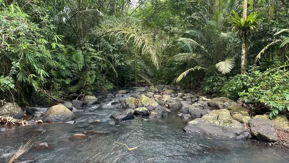 Tanah los sungai view jungle di tabanan cocok untuk villa