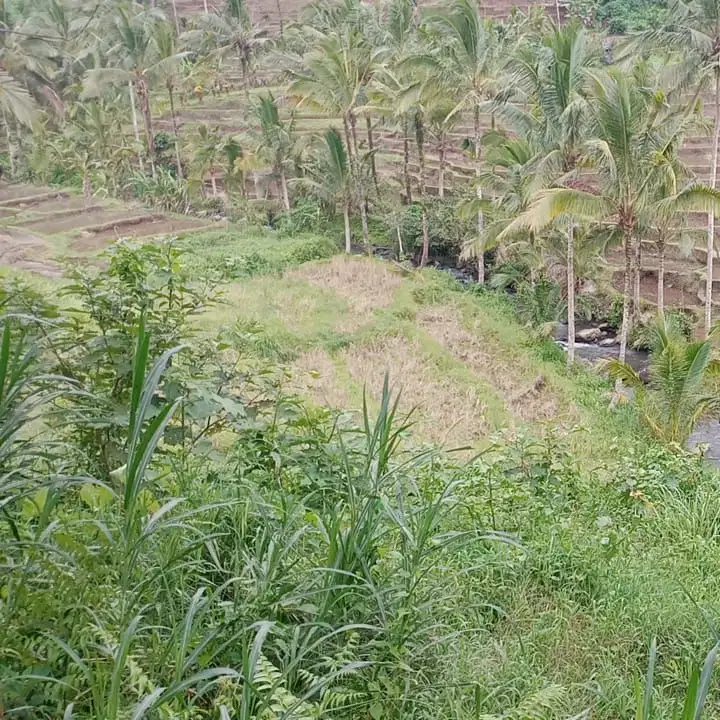 Di jual tanah dengan view sawah terassering dan sungai