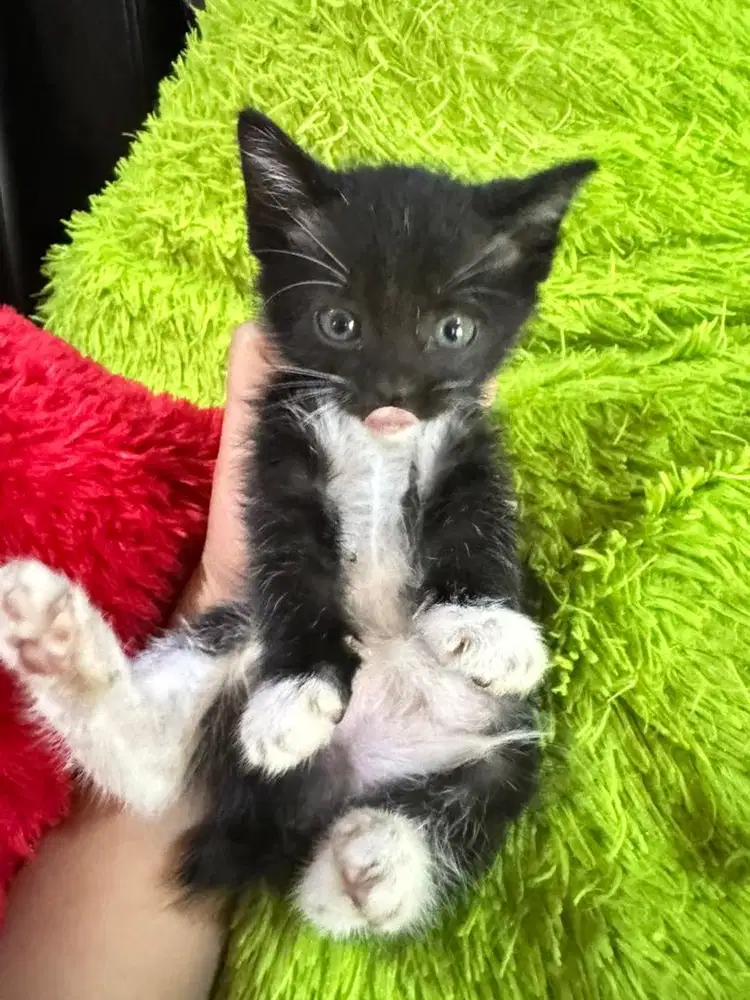OPEN ADOPT ANAK KUCING HITAM