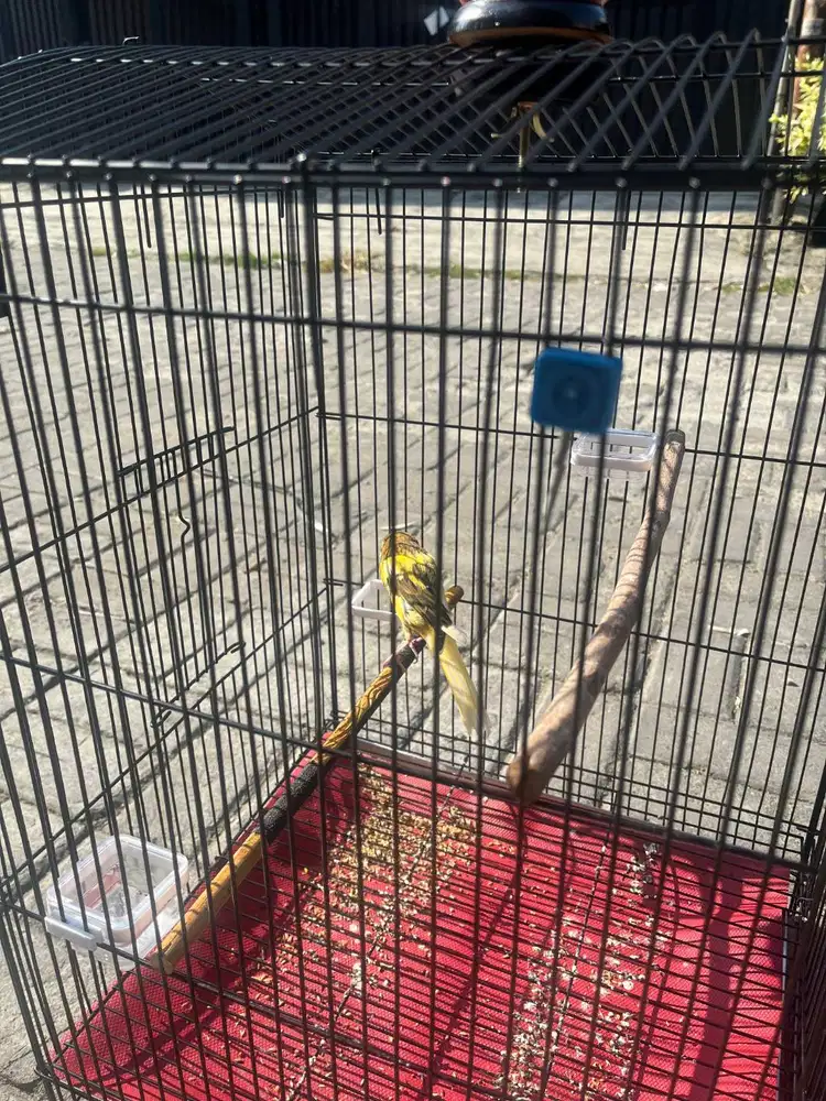 Burung Kenari f1 Rasmi + Kandang
