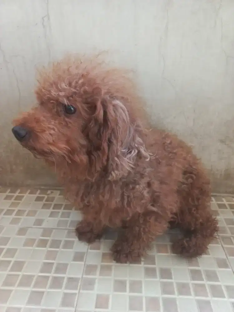 ANJING RED TOY POODLE