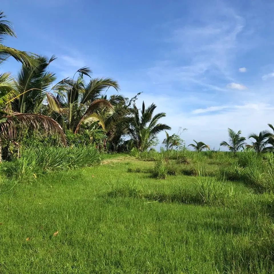 Tanah kebun view sawah dan gunung murah di tabanan