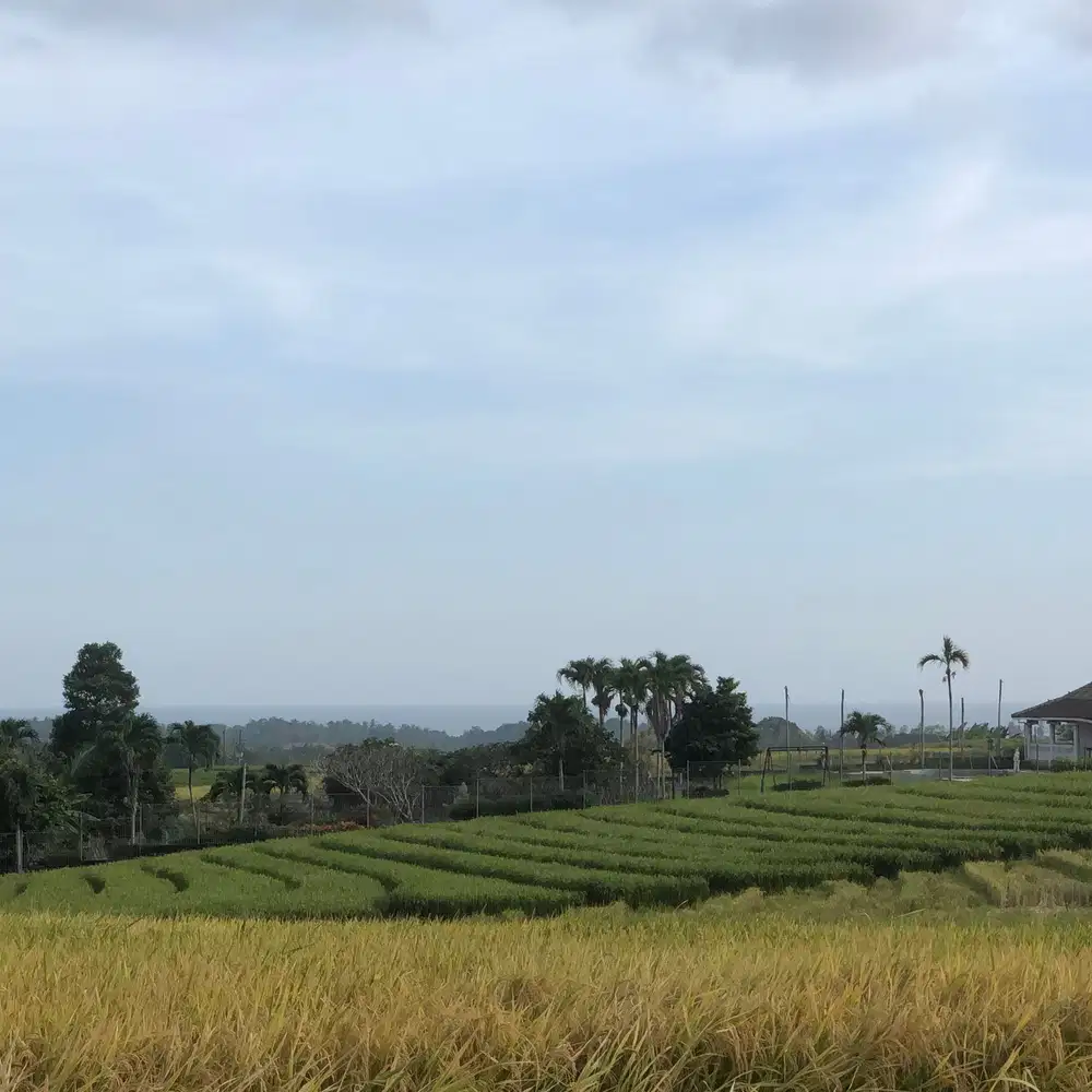 Di jual tanah view sawah ,gunung dan pantai di tabanan