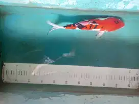 Ikan Koi gosanke